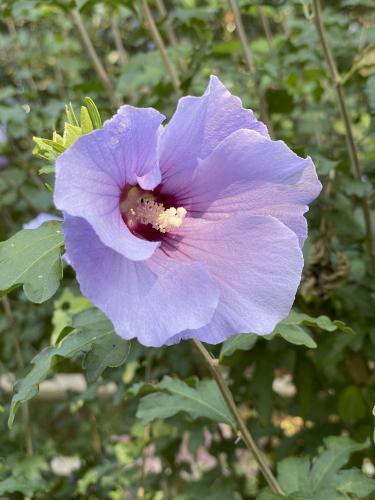 Rose of Sharon (Hibiscus syriacus) in September at Acton Arboretum in northeast MA