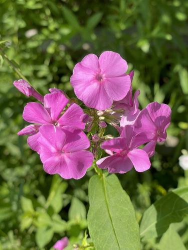 Meadow Phlox