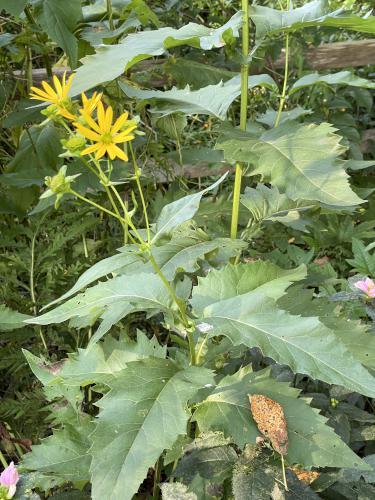 Cup Plant (Silphium perfoliatum) in September at Acton Arboretum in northeast MA