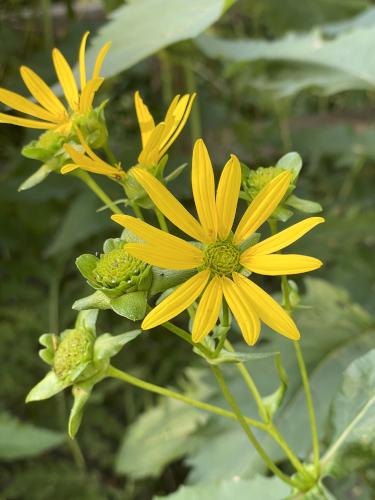 Cup Plant (Silphium perfoliatum) in September at Acton Arboretum in northeast MA