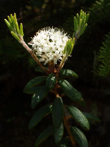 Labrador Tea flower