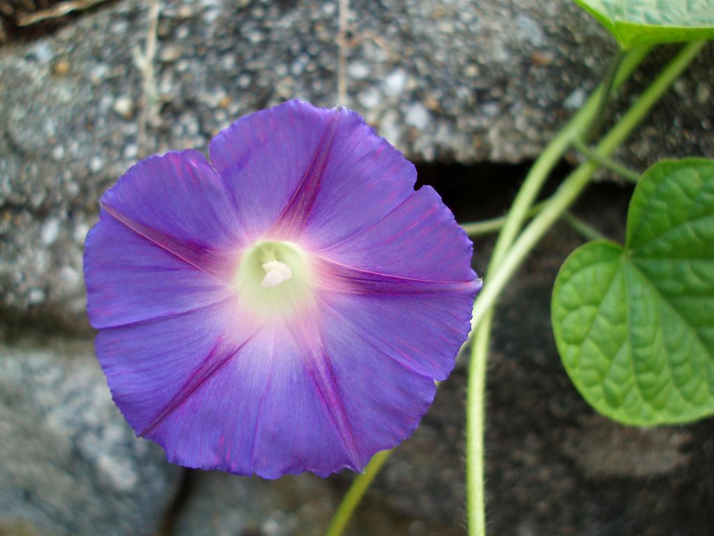 Common Morning Glory (Ipomoea purpurea) in October