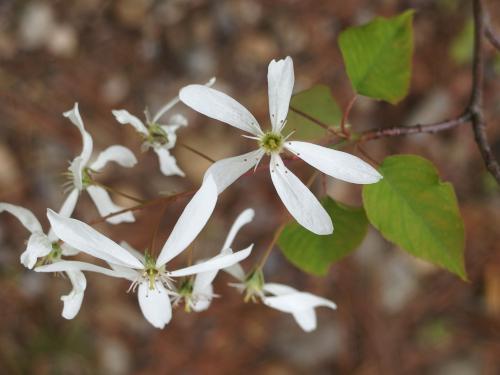 Flowering Shadbush