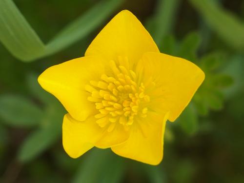 Bulbous Buttercup