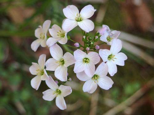 Cuckoo-flower