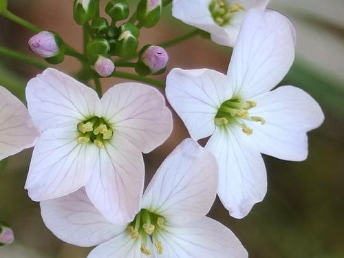 Cuckoo-flower (Cardamine pratensis) at Alander Mountain in southwestern Massachusetts