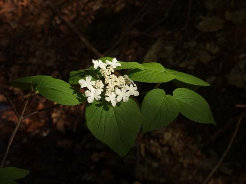 spotlighted hobblebush branchlet at Alander Mountain in southwestern Massachusetts