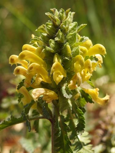 Forest-lousewort (Pedicularis canadensis) at Alander Mountain in southwestern Massachusetts