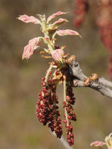 oak branchlet in spring with baby leaves and fruit at Alander Mountain in southwestern Massachusetts