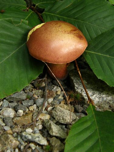 Two-colored Bolete