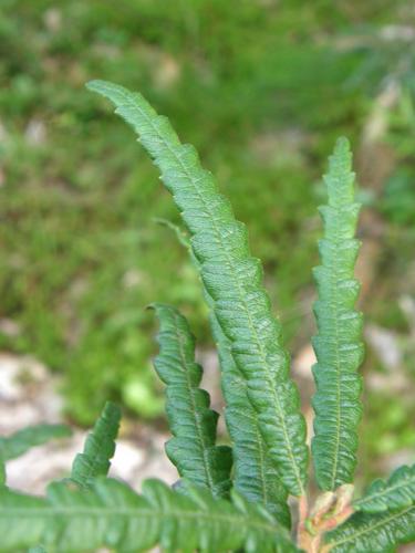 Sweet Fern