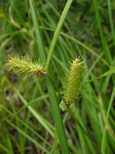 Lurid Sedge