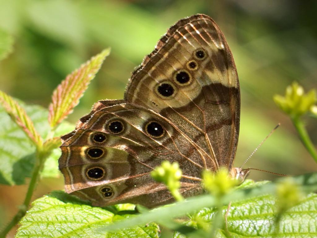 Appalachian Brown (Satyrodes appalacia) butterfly in August at Antone Mountain in southwest Vermont