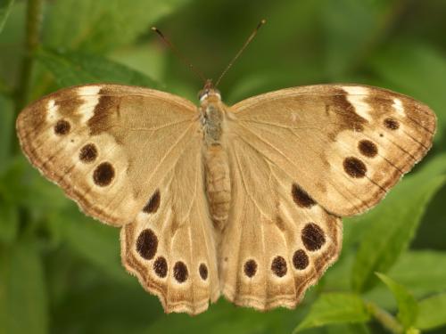 Appalachian Brown (Satyrodes appalacia) butterfly in August at Antone Mountain in southwest Vermont