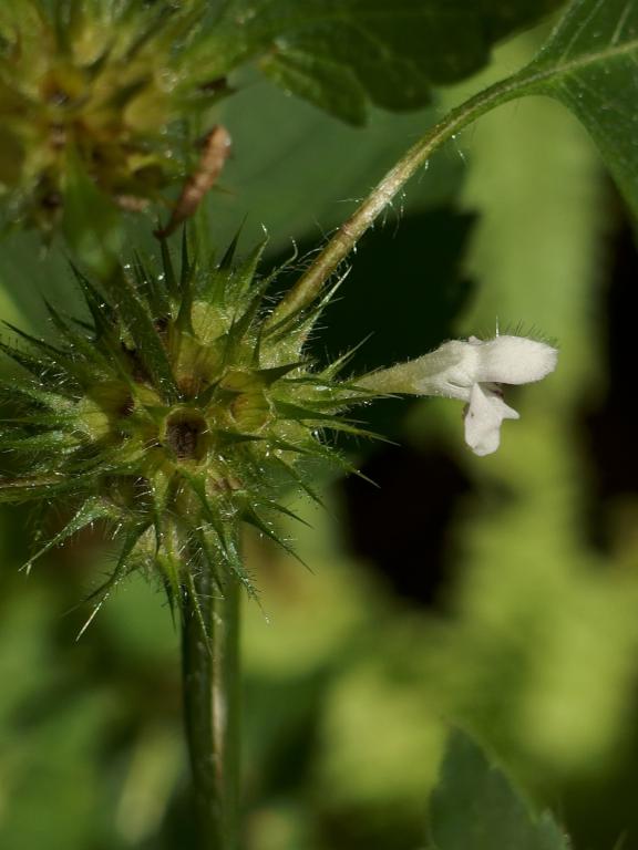 Hemp Nettle (Galeopsis tetrahit) in August at Antone Mountain in southwest Vermont