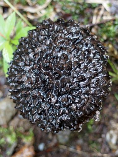 Old Man of the Woods (Strobilomyces strobilaceus) mushroom at Antone Mountain in southwest Vermont