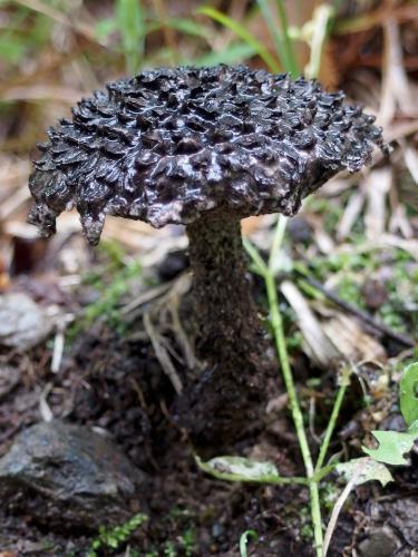 Old Man of the Woods mushroom