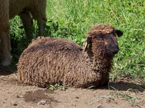 sheep at Merck Forest and Farmland near Antone Mountain in southwest Vermont