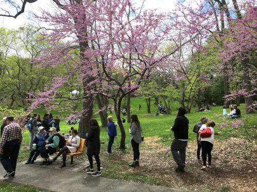 Andee checks out a Redbud on Lilac Sunday at Arnold Arboretum at Jamaica Plain in Massachusetts