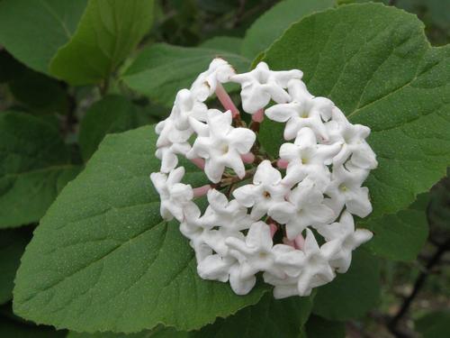 Bitchio Viburnum (Viburnum bitchiuense)