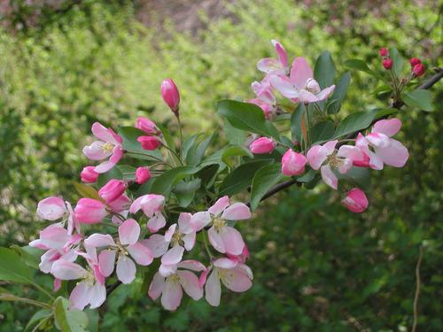 flower blossom at the Arnold Arboretum in Massachusetts