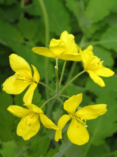 Celandine (Chelidonium majus)