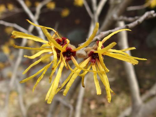 Chinese Witch Hazel (Hamamelis mollis 'Princeton Gold')