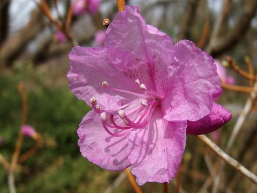 Korean Rhododendron (Rhododendron mucronulatum)