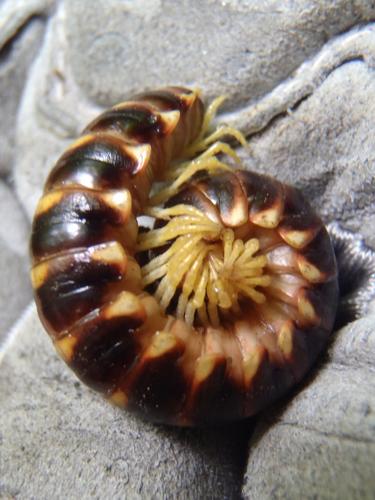 Millipede (perhaps: Apheloria virginiensis)