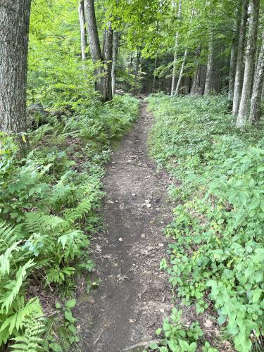 trail in August at Ashintully Gardens in western MA