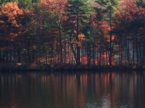 sun backlighting in November seems to show a forest on fire across the reservoir from the beach at Ashland State Park in eastern Massachusetts