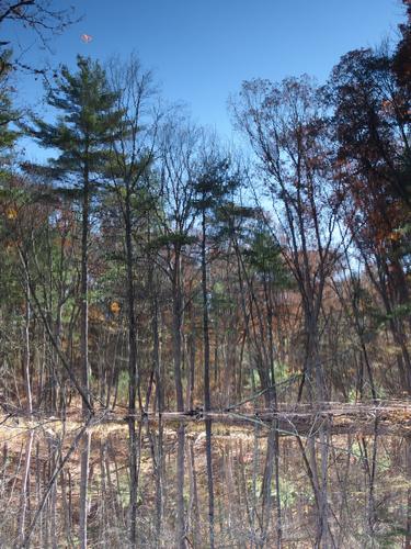 optical illusion photo that looks neat upside down at Ashland State Park, MA