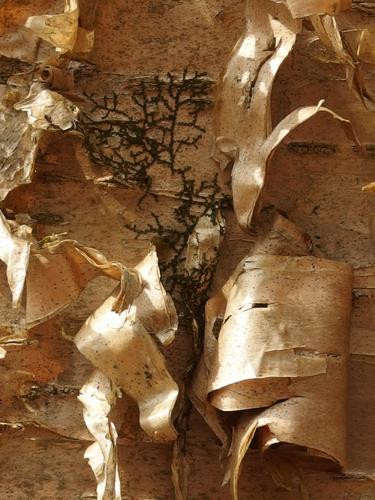 Yello Birch bark at Ashland Town Forest in eastern Massachusetts