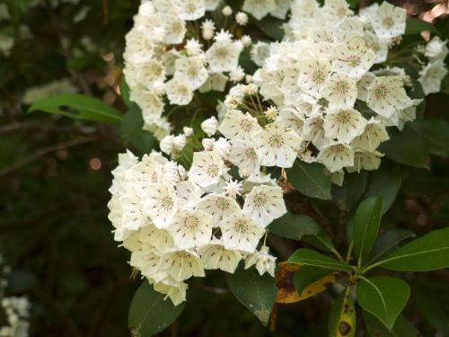 Mountain Laurel in June alongside the Asnebumskit Ridge Trail near Paxton MA