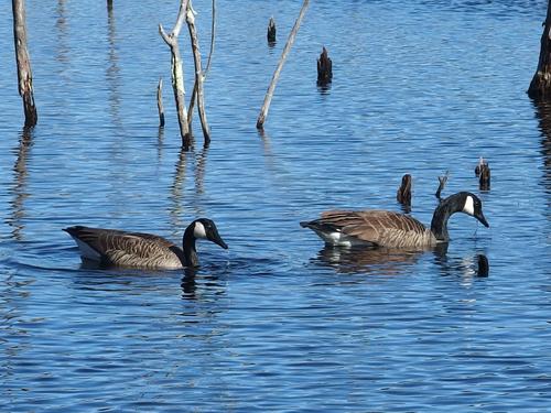 geese on Taylor Brook at Assabet River National Wildlife Refuge near Sudbury in eastern Massachusetts