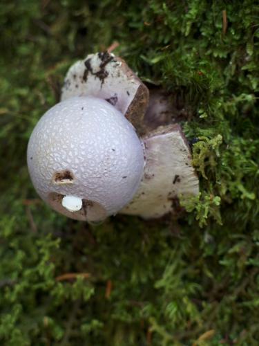 Earthstar