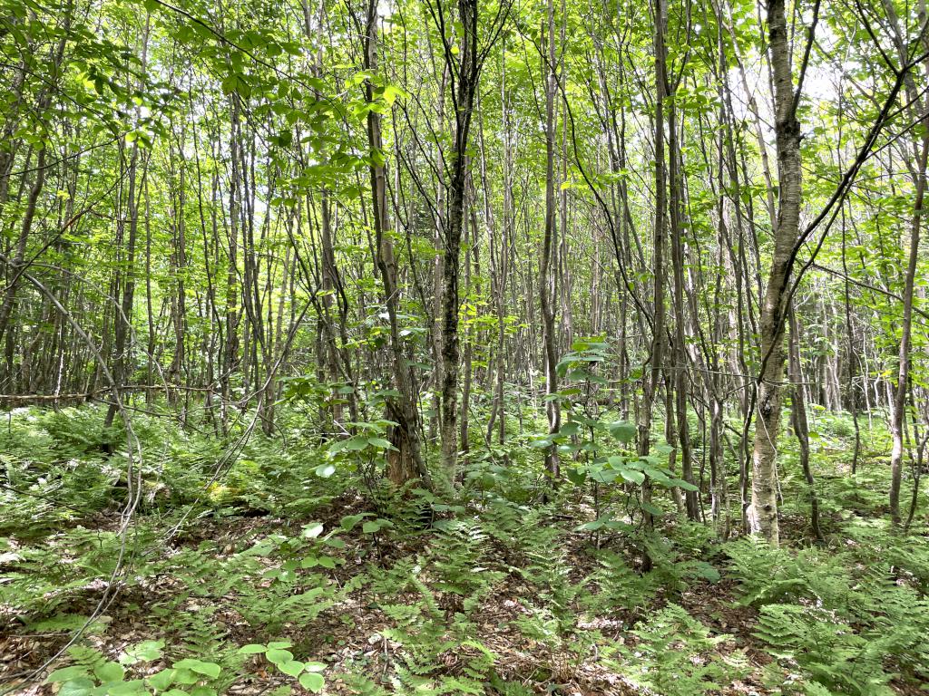 woods in July on ATV hikes near Pittsburg in northern New Hampshire