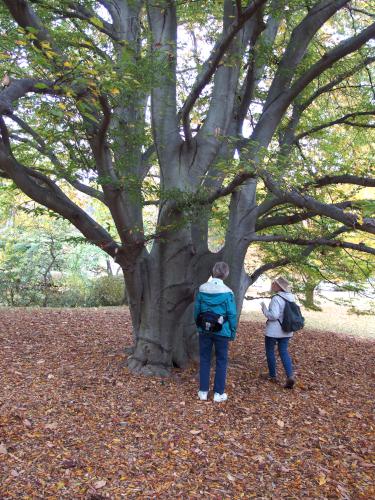 Fern-leaf Beech at Mount Auburn Cemetery in eastern Massachusetts