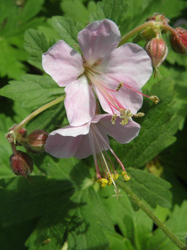 Bigroot Geranium (Geranium macrorrhizum)