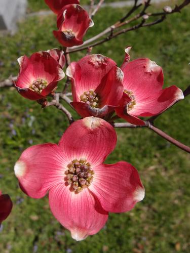 Cherokee Chief Flowering Dogwood flower at Mount Auburn Cemetery in Massachusetts