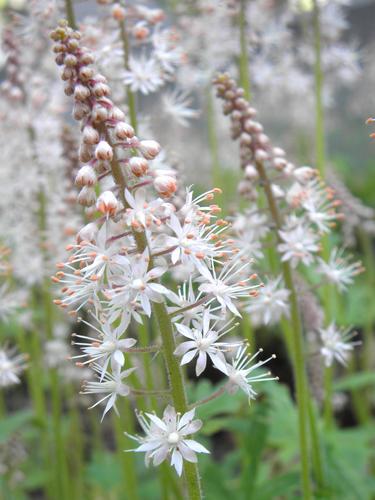 Cygnet Foamflower (Tiarella 'Cygnet')