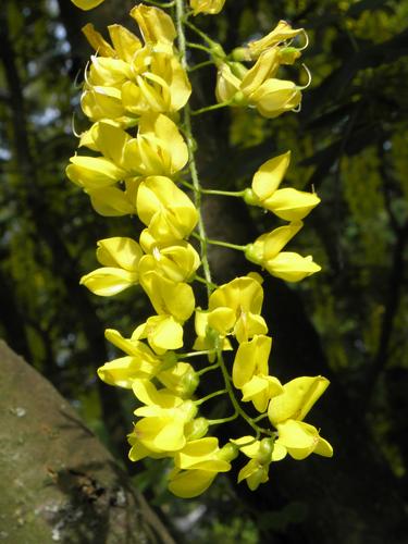 Goldenchain Tree (Laburnum x watereri 'Vossii')