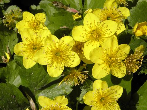 Barren Strawberry