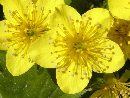 Barren Strawberry (Waldsteinia ternata)