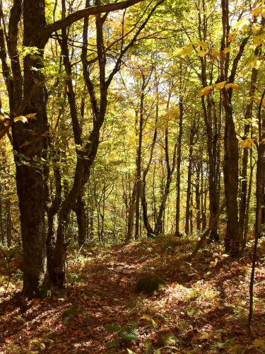 golden foliage in September on the trail down Averill Mountain in northeast Vermont