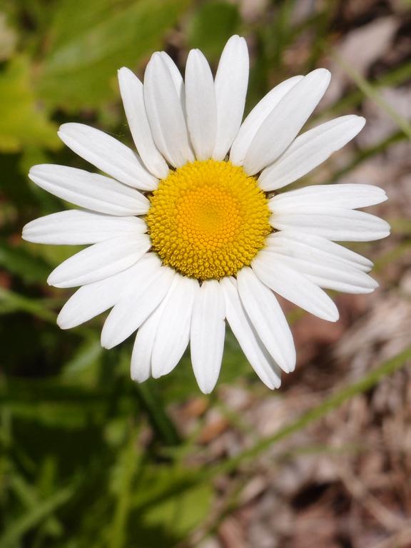 Oxeye Daisy (Chrysanthemum leucanthemum) in June on Avery Ledge in New Hampshire