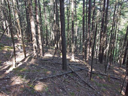 woods at Ayers Pond Peaks in New Hampshire