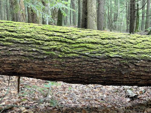 downed tree in July at Bachelder Trails near Loudon in southern New Hampshire