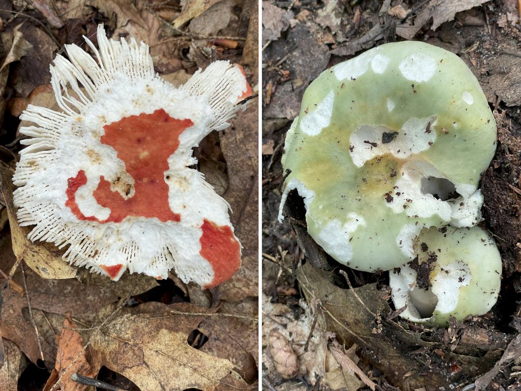 nibbled mushrooms in July at Bachelder Trails near Loudon in southern New Hampshire