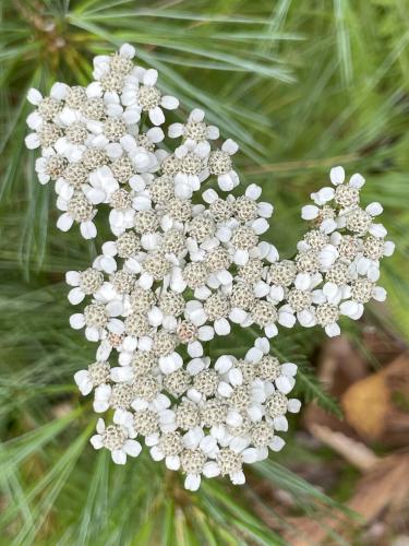 Noble Yarrow